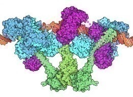 Image from Molecule of the Month on "Non-Homologous End Joining Supercomplexes" was written and illustrated by Gabriela Diaz-Figueroa, Michael Egozi, Syeda Jannath and Jasmine Maddy as part of the 2022 boot camp.