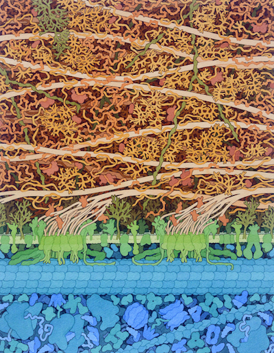 Cellulose Synthase<I>, 2021. In this cross-section, a plant cell is shown at the bottom, with the plasma membrane in green and the cell cytoplasm in blue, with a microtubule running horizontally just under the membrane. Two cellulose synthase complexes are building cellulose fibers (tan) outside the cell. The top portion of the illustration is filled with molecules of the cell wall, including xyloglucans and pectins in darker brown filling in the spaces between the cellulose fibers.<BR>Illustration by David S. Goodsell, RCSB Protein Data Bank. doi: 10.2210/rcsb_pdb/goodsell-gallery-029</I>