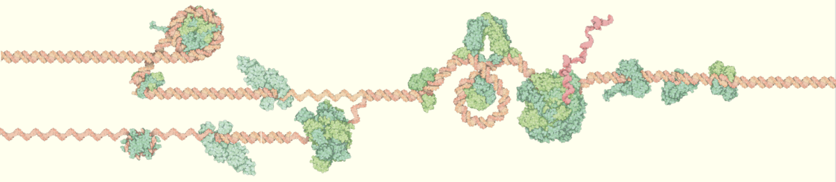 DNA and RNA are the cell’s way of storing and deploying genetic information. Structural biology is revealing that some nucleic acids also fold to form complex molecular machines. Guided by these structures, nanotech scientists are building new machines composed of nucleic acid. <a href="http://pdb101.rcsb.org/browse/nucleic-acids">Learn more at PDB-101</a>