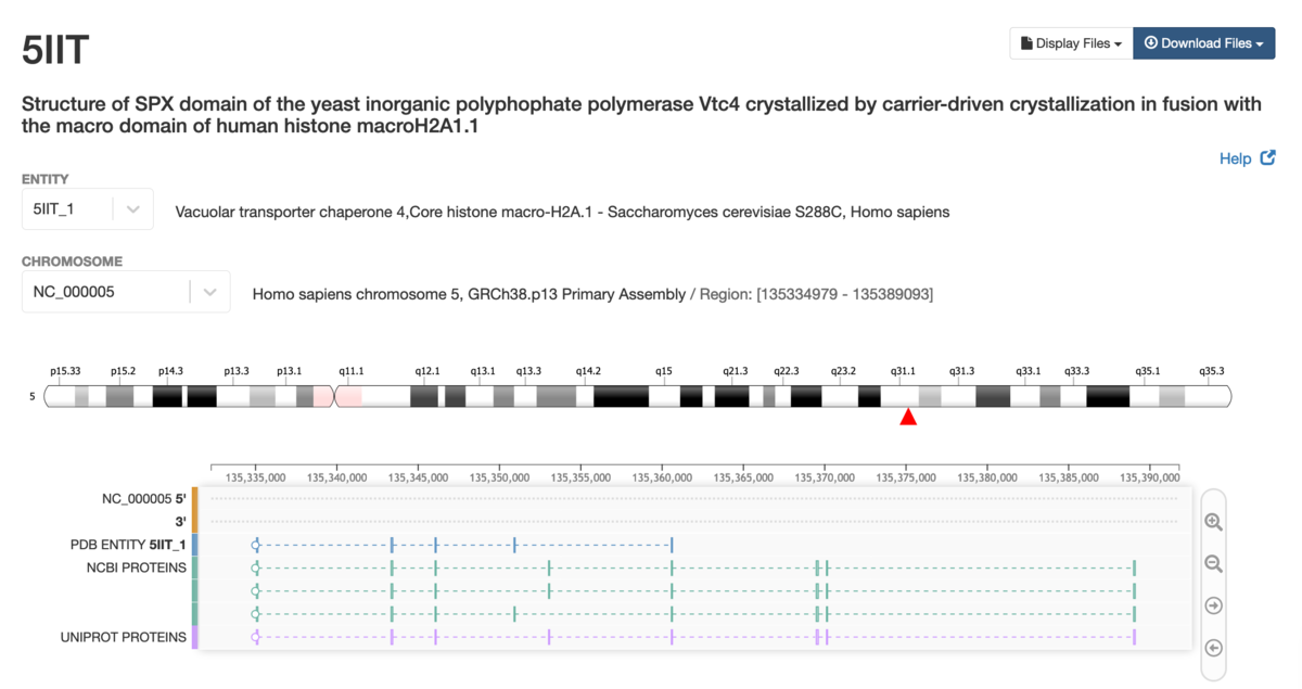 <a href="https://www.rcsb.org/genome/5IIT">Genome View display for PDB structure 5IIT</a>  Users can toggle between entities and chromosomes.  Mouse on the right side to launch buttons for zooming in and out.