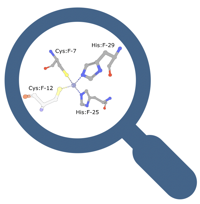 <a href="https://www.rcsb.org/search?request=%7B%22query%22%3A%7B%22type%22%3A%22group%22%2C%22logical_operator%22%3A%22and%22%2C%22nodes%22%3A%5B%7B%22type%22%3A%22terminal%22%2C%22service%22%3A%22strucmotif%22%2C%22parameters%22%3A%7B%22value%22%3A%7B%22data%22%3A%221G2F%22%2C%22residue_ids%22%3A%5B%7B%22label_asym_id%22%3A%22F%22%2C%22struct_oper_id%22%3A%221%22%2C%22label_seq_id%22%3A7%7D%2C%7B%22label_asym_id%22%3A%22F%22%2C%22struct_oper_id%22%3A%221%22%2C%22label_seq_id%22%3A25%7D%2C%7B%22label_asym_id%22%3A%22F%22%2C%22struct_oper_id%22%3A%221%22%2C%22label_seq_id%22%3A29%7D%5D%7D%2C%22score_cutoff%22%3A0%2C%22exchanges%22%3A%5B%7B%22residue_id%22%3A%7B%22label_asym_id%22%3A%22F%22%2C%22struct_oper_id%22%3A%221%22%2C%22label_seq_id%22%3A7%7D%2C%22allowed%22%3A%5B%22CYS%22%5D%7D%2C%7B%22residue_id%22%3A%7B%22label_asym_id%22%3A%22F%22%2C%22struct_oper_id%22%3A%221%22%2C%22label_seq_id%22%3A25%7D%2C%22allowed%22%3A%5B%22HIS%22%5D%7D%2C%7B%22residue_id%22%3A%7B%22label_asym_id%22%3A%22F%22%2C%22struct_oper_id%22%3A%221%22%2C%22label_seq_id%22%3A29%7D%2C%22allowed%22%3A%5B%22HIS%22%5D%7D%5D%7D%2C%22label%22%3A%22strucmotif%22%2C%22node_id%22%3A0%7D%5D%2C%22label%22%3A%22query-builder%22%7D%2C%22return_type%22%3A%22assembly%22%2C%22request_options%22%3A%7B%22pager%22%3A%7B%22start%22%3A0%2C%22rows%22%3A100%7D%2C%22scoring_strategy%22%3A%22combined%22%2C%22sort%22%3A%5B%7B%22sort_by%22%3A%22score%22%2C%22direction%22%3A%22desc%22%7D%5D%7D%2C%22request_info%22%3A%7B%22src%22%3A%22ui%22%2C%22query_id%22%3A%22a58d3ce5f6337c8a6bf6045ec903aba8%22%7D%7D">Search for Zinc Fingers in the PDB</a>